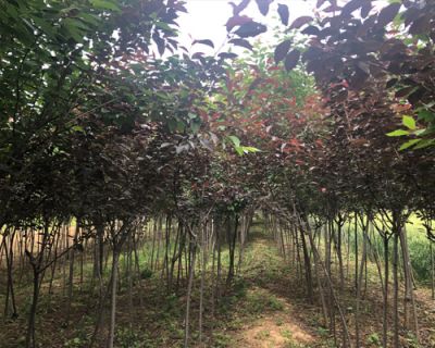 岐山旭敏苗木種植專業合作社