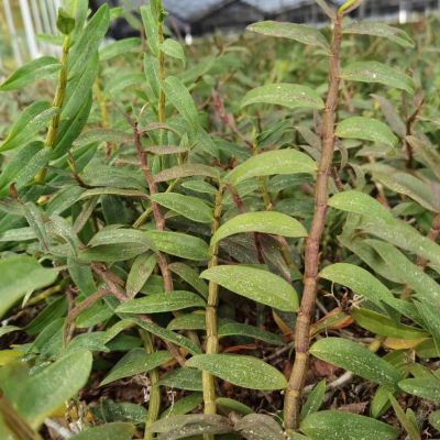 井岡山鑫宇鐵皮石斛開發(fā)有限公司