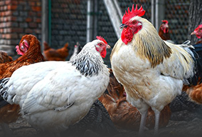 夏邑縣同創(chuàng)生態(tài)養(yǎng)殖專業(yè)合作社