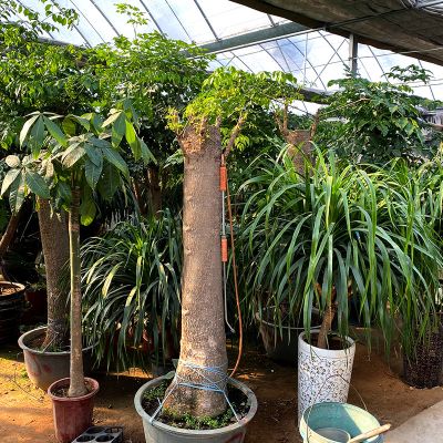 山東新永祥園林有限公司