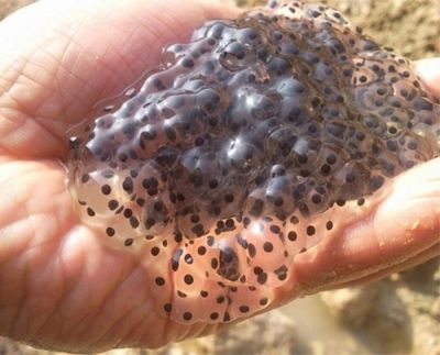 潁上縣皖嘉農業種植專業合作社