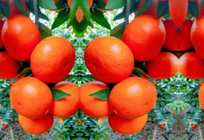 廣西南寧市樂民農(nóng)業(yè)科技有限公司