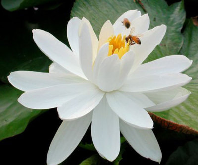 河北碧秀園林綠化工程有限公司