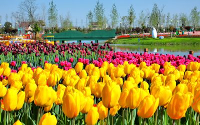 浙江麗彩園藝有限公司