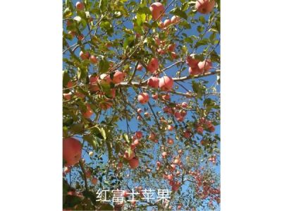 白水縣合興果業(yè)有限責(zé)任公司