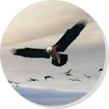 湖北安耀紅旗電纜股份有限公司