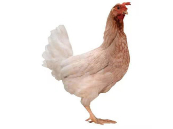 遼陽縣富寶飼料廠