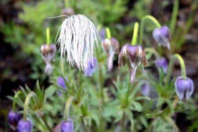 密山市首華藥材專業(yè)合作社