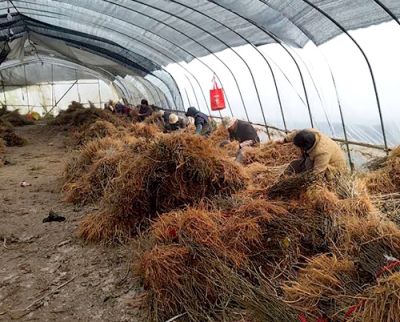 桐鄉(xiāng)市永江桑苗專業(yè)合作社