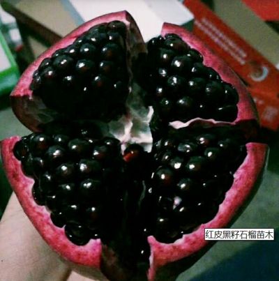 山亭區(qū)鳧城鎮(zhèn)共贏生態(tài)家庭農(nóng)場(chǎng)