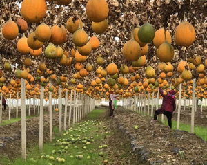 潛山縣天寶農(nóng)業(yè)開(kāi)發(fā)有限公司