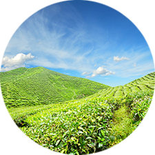 寧城縣哈爾沁種植專業合作社