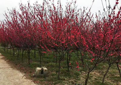 鄢陵縣灝淼園林綠化工程有限公司