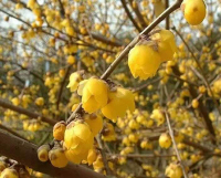 鄢陵縣綠廣園林綠化工程有限公司