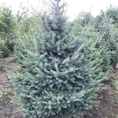 拜泉縣龍騰苗木種植專業(yè)合作社