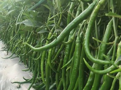 龍口市金馬開元種業(yè)有限公司