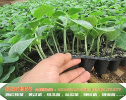 濟(jì)南億畝陽光種苗有限公司