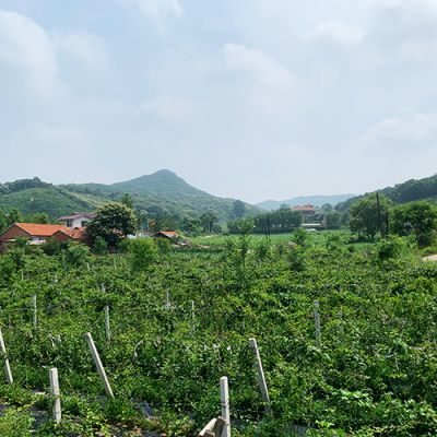 丹東陳老師苗木養(yǎng)植有限公司