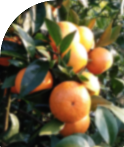 廣西南寧明冠農業有限責任公司