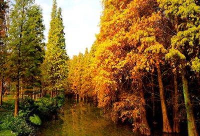 浙江銘森苗木有限公司