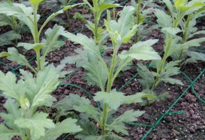 開封市豐禾農業發展有限公司