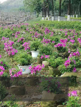 廣東萬都景觀園林工程有限公司