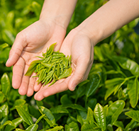 臨沂筱易軒茶葉商貿(mào)有限公司