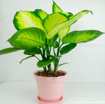 重慶市宜嬌園林有限公司