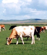 陳巴爾虎旗泰豐生態(tài)農(nóng)牧業(yè)有限責(zé)任公司