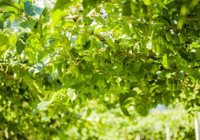 丹東煜森軟棗獼猴桃專業(yè)合作社