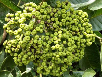 重慶市江津區(qū)軒貴花卉種植場