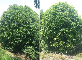 成都謙佳鴻園藝有限公司