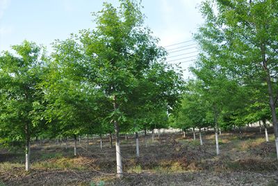 嘉興易久農(nóng)業(yè)科技有限責(zé)任公司