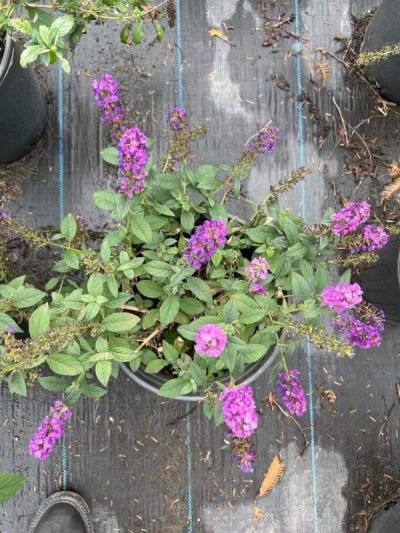 嘉興市云田園藝有限公司