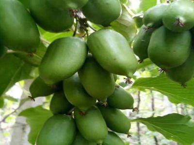 大連山水人家生物生態(tài)園有限責任公司