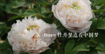 菏澤瑞璞牡丹產業科技發展有限公司