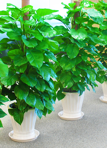 珠海景中景園林景觀工程有限公司