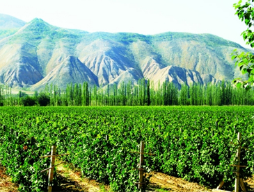 寧夏甘城子葡萄酒業有限公司