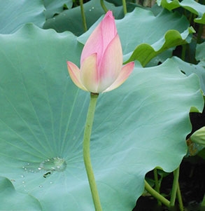 廣西怡宸食品有限公司