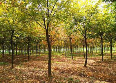 桐鄉市烏鎮三村綠化工程有限公司