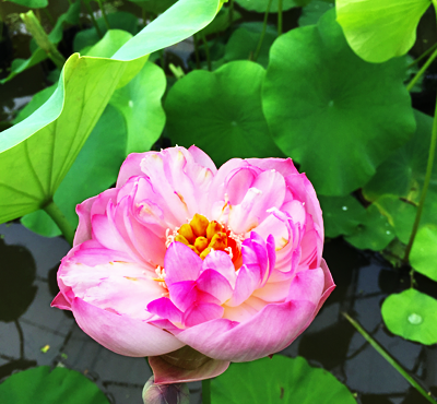 湖州好山好水園林工程有限公司