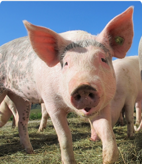 江蘇康巴特生物工程有限公司