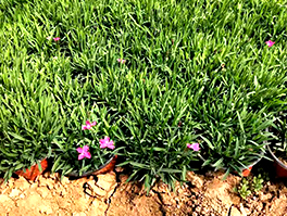 青州市花卉苗木專業合作社