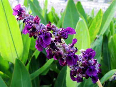 青州市澤鑫花卉苗木專業合作社