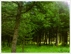 莒縣卓林生物質(zhì)燃料有限公司