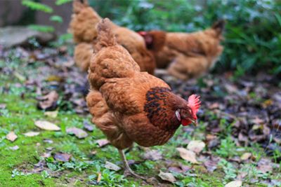 湖南今漢生物工程有限公司