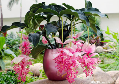 宿根花卉草花批發(fā)基地市場