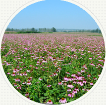 西安銳博生物科技有限公司