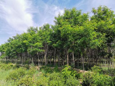 甘肅錦秀環境建設工程有限公司