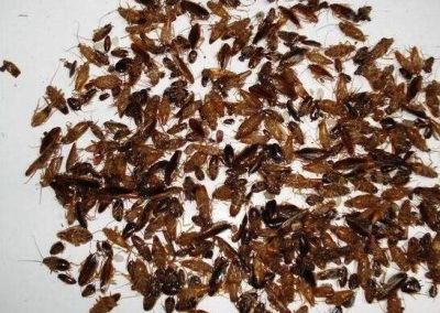 湖北衛士病媒生物防制有限公司